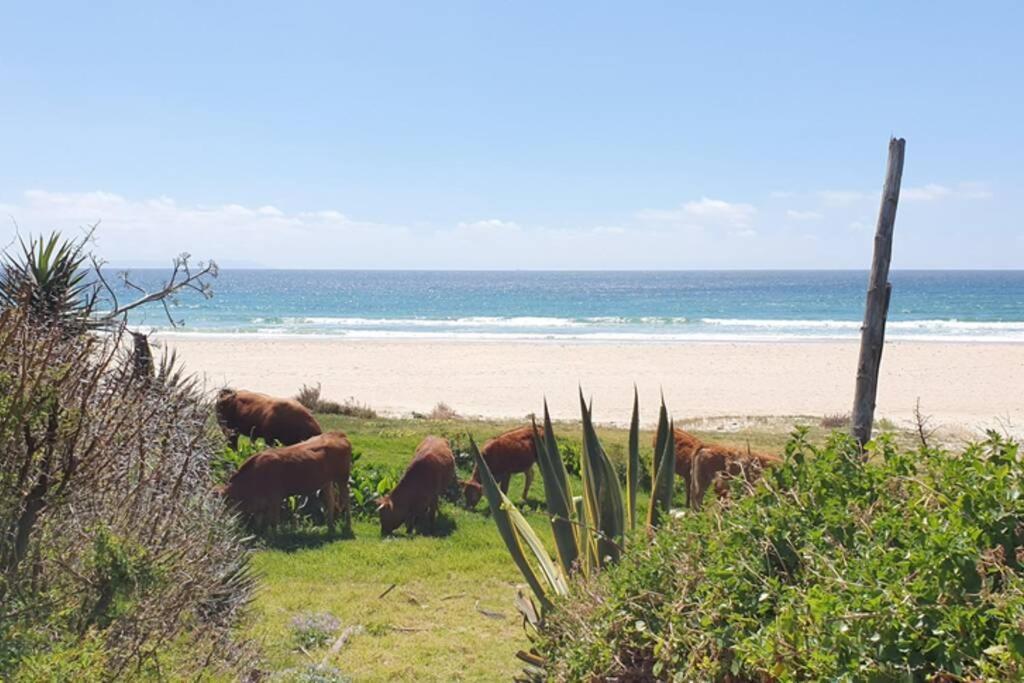 Bolonia Beach Campus Tarifa Eksteriør billede